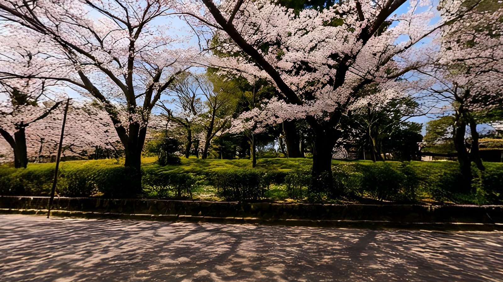 Cherry trees in full blossom over a gravel courtyard with dappled shadows, a view inside the Blossom Courtyard 360° world
