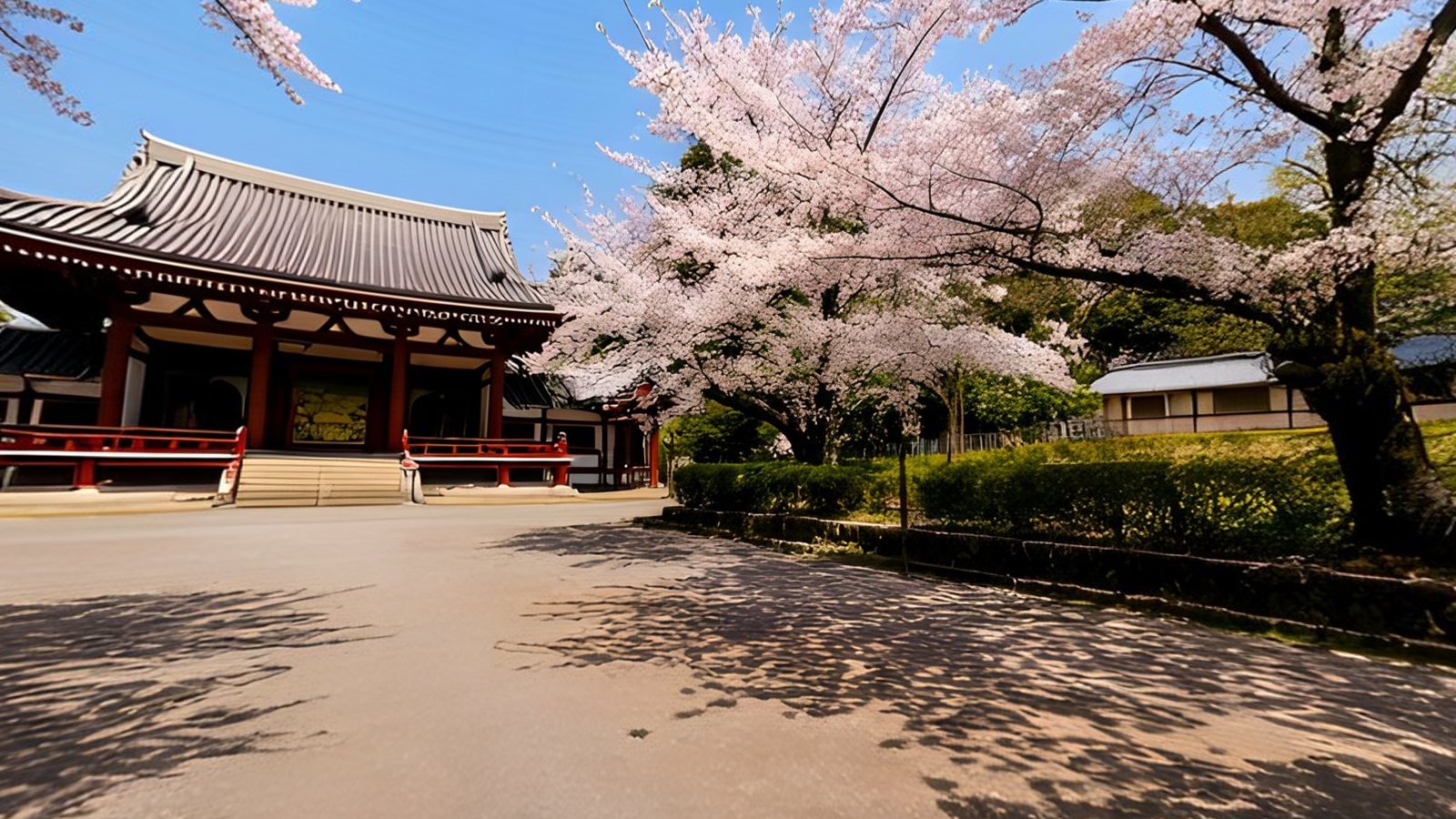 A temple hall beside cherry trees in blossom across a sunlit courtyard, a view inside the Blossom Courtyard 360° world